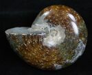 Inch Polished Ammonite From Madagascar #2256-1